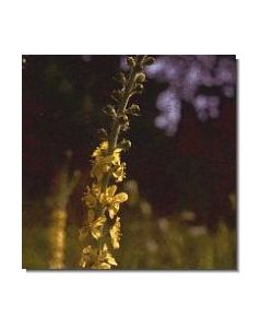 agrimony-stockb-15-ml