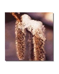 aspen-stockb-15-ml