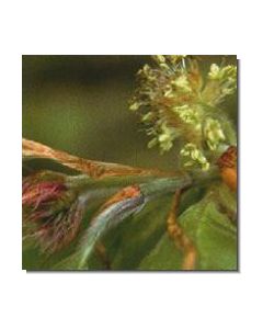 beech-stockb-15-ml