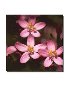 centaury-stockb-15-ml