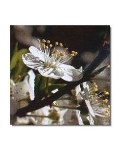 cherry-plum-stockb-15-ml