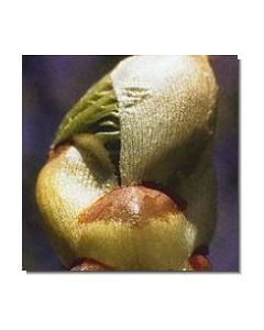 chestnut-bud-stockb-15-ml