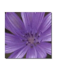 chicory-stockb-15-ml