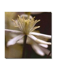 clematis-stockb-15-ml