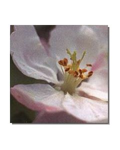 1crab-apple-stockb-15-ml