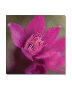 1gentian-stockb-15-ml