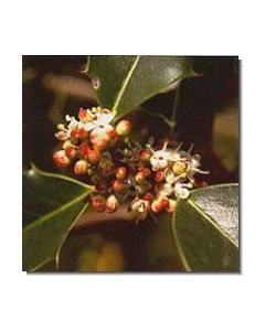 1holly-stockb-15-ml