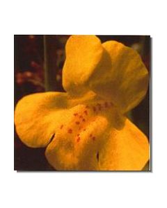 2mimulus-stockb-15-ml
