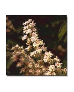 3white-chestnut-stockb-15-ml