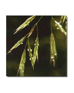 3wild-oat-stockb-15-ml