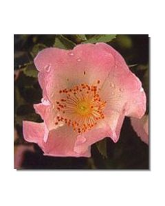 3wild-rose-stockb-15-ml