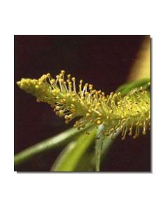 3willow-stockb-15-ml