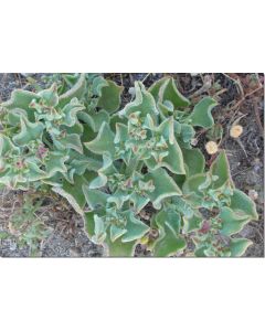 mittagsblume-10-ml