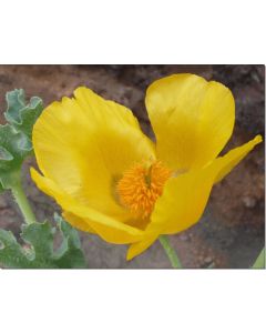 gelber-hornmohn-30-ml