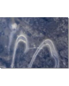 Ocean-Essence-Nr-13-15-ml