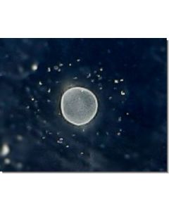 Ocean-Essence-Nr-15-15-ml