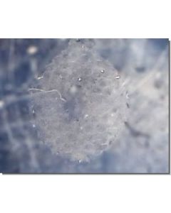 Ocean-Essence-Nr-16-15-ml