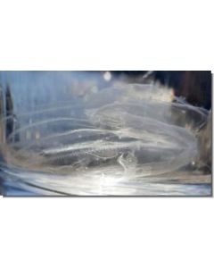 Ocean-Essence-Nr-1815-ml