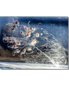 Ocean-Essence-Nr-1915-ml