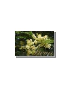 wattleblack-mimose-20-ml