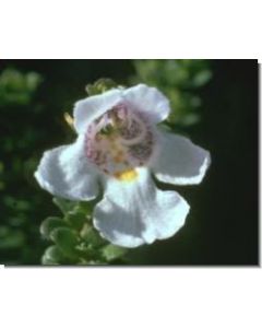 alpine-mint-bush-stockb-15-ml