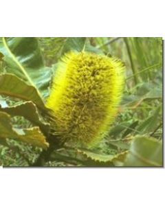 banksia-robur-stockb-15-ml