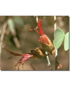 bauhinia-stockb-15-ml