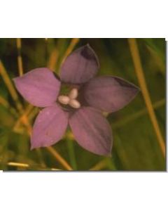 bluebell-stockb-15-ml