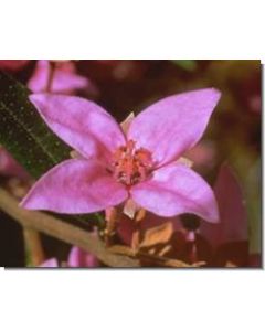 boronia-stockb-15-ml