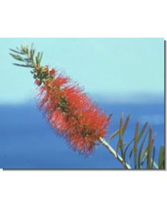 bottlebrush-stockb-15-ml