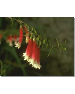bush-fuchsia-stockb-15-ml