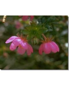 dog-rose-stockb-15-ml