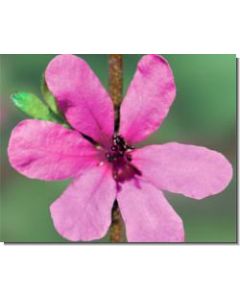 dog-rose-of-the-wild-foces-stockb-15-ml