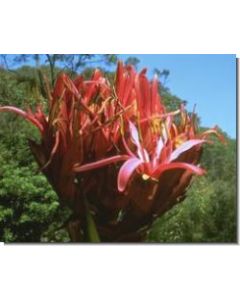 gymea-lily-stockb-15-ml