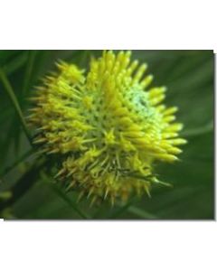 isopogon-stockb-15-ml