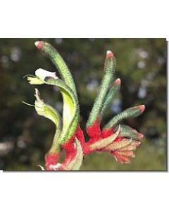 kangaroo-paw-stockb-15-ml