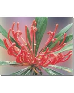 monga-waratah-stockb-15-ml