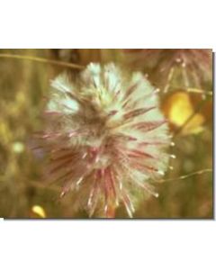 mulla-mulla-stockb-15-ml