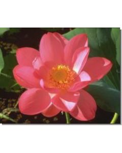 red-lily-stockb-15-ml