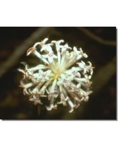 slender-rice-flower-stockb-15-ml