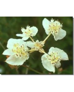 southern-cross-stockb-15-ml