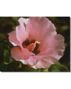 sturt-desert-rose-stockb-15-ml