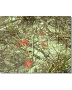 sundew-stockb-15-ml