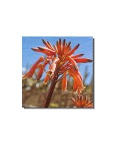 aloe-stockb-15-ml