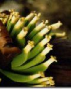 banane-stockb-15-ml