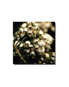 baumerika-stockb-15-ml