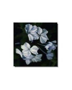 bleiwurz-stockb-15-ml