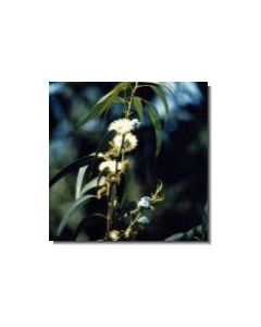 eukalyptus-stockb-15-ml