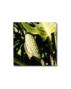 fensterblatt-stockb-15-ml