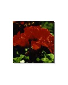 geranie-stockb-15-ml